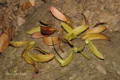 Hopea parviflora